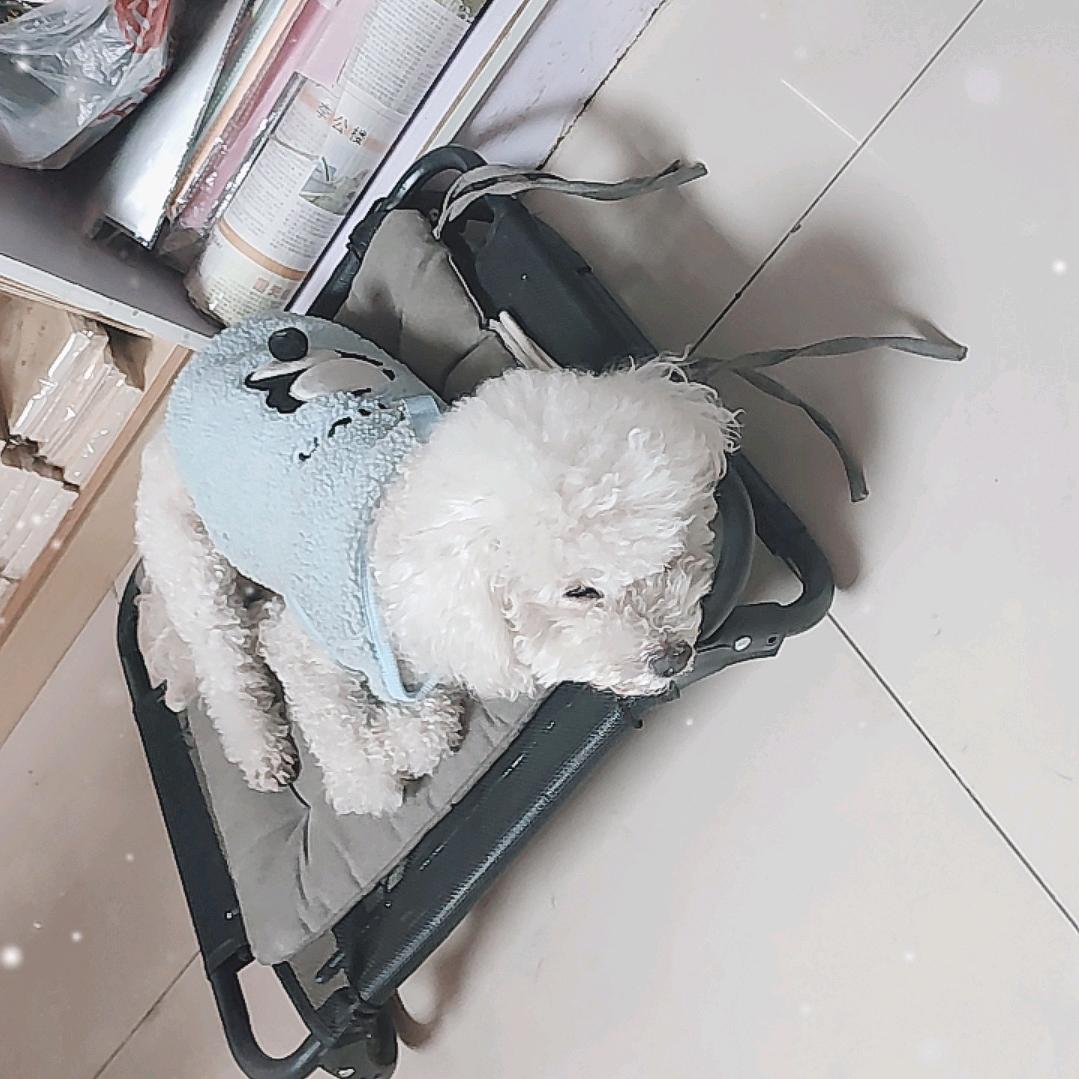 看店的汪