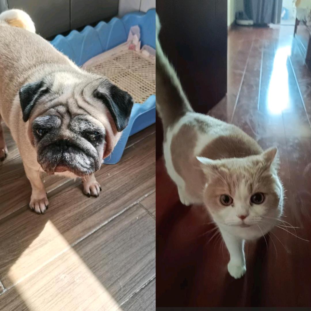 我家巴哥犬