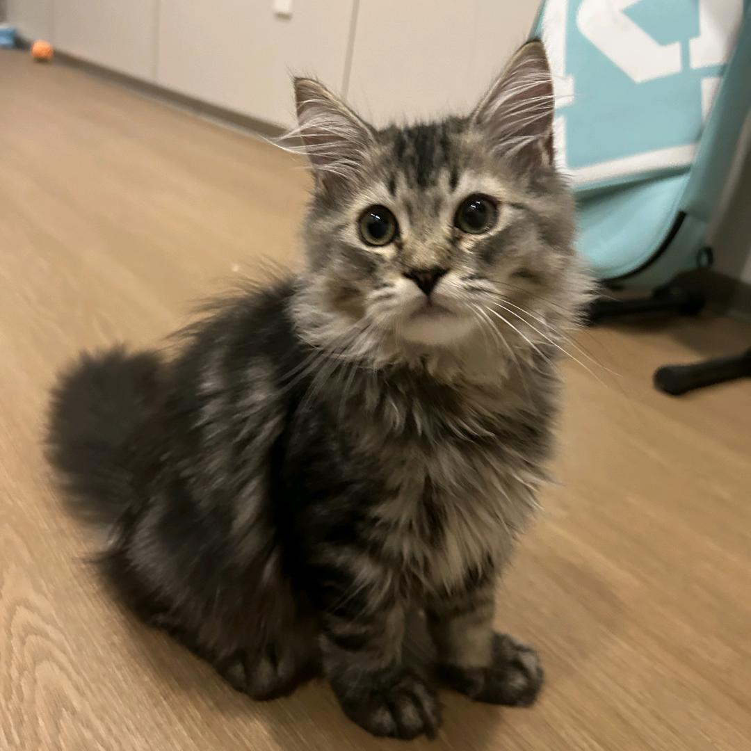 彦子（小助理）