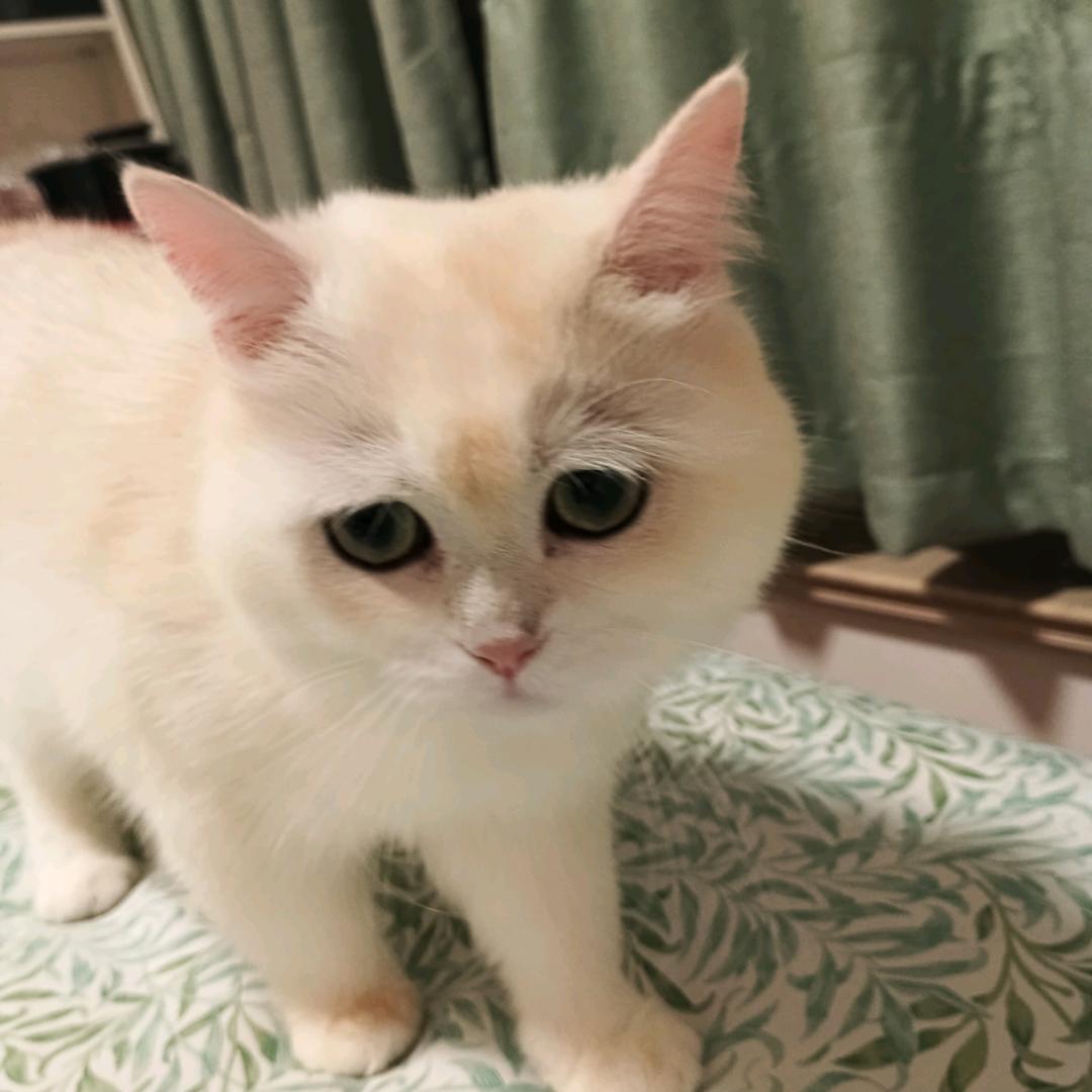 暴力熊猫