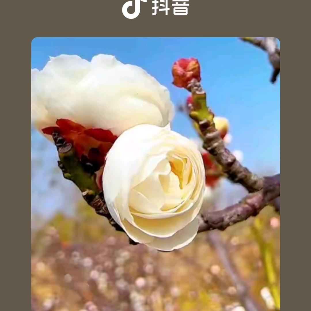 花盆彪哥