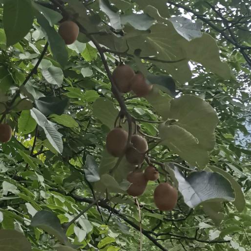 巴山寻味