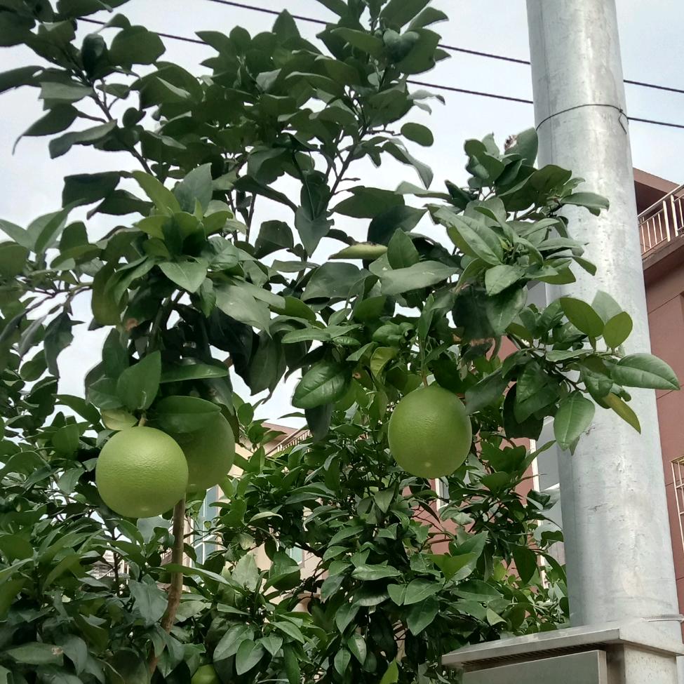 添乐