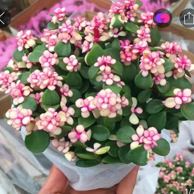 你是我今生的唯一