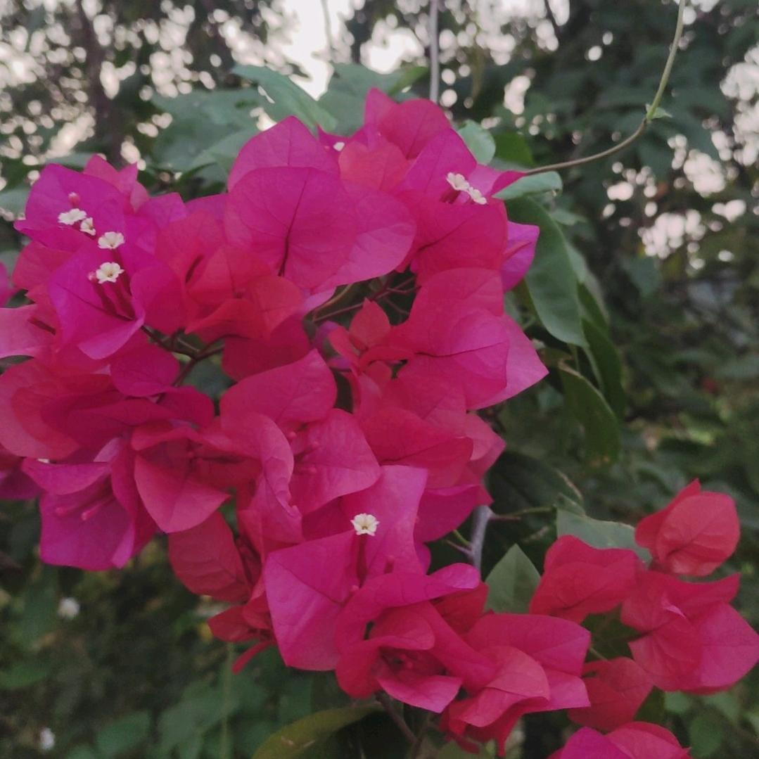 美丽一生~醉红颜