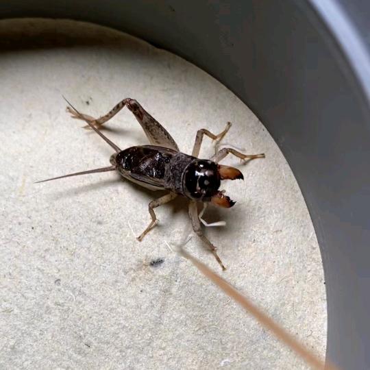 邯郸大名纯野生蟋蟀🦗