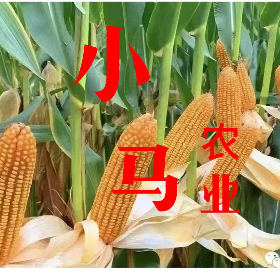 小马农业