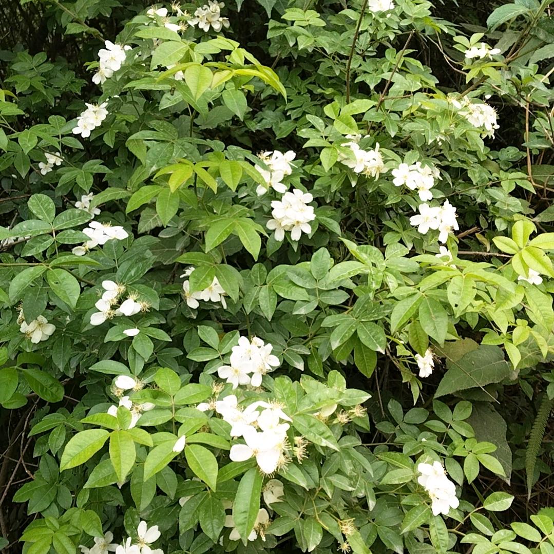 狂姐在此谁敢放肆