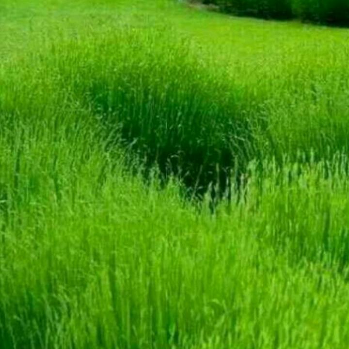 孙君