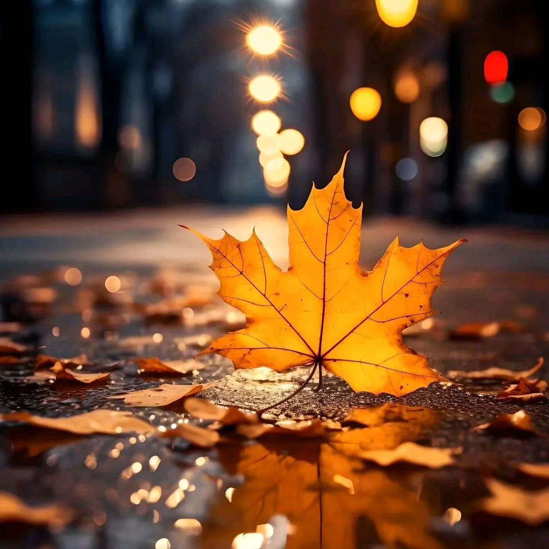 一片落叶🍂