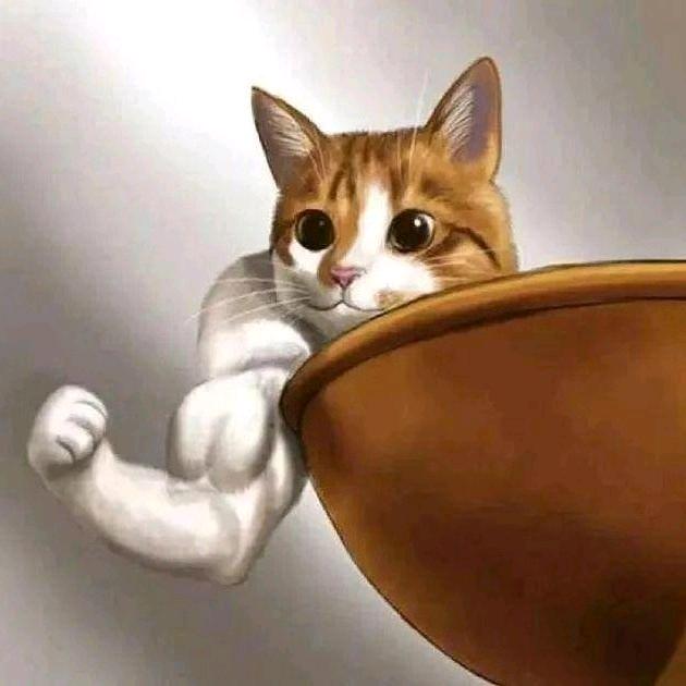 肌肉猫