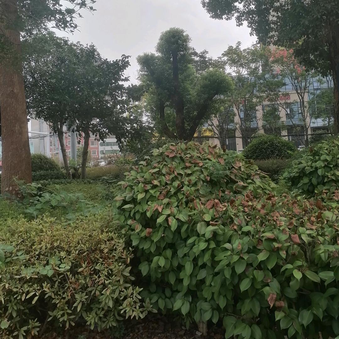 ꦻ꯭ᩚ山阁陋💘⃟壹哥ꦿᩚঞ