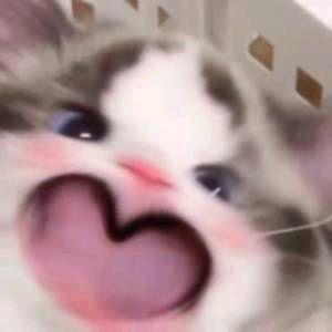 风摇玉树