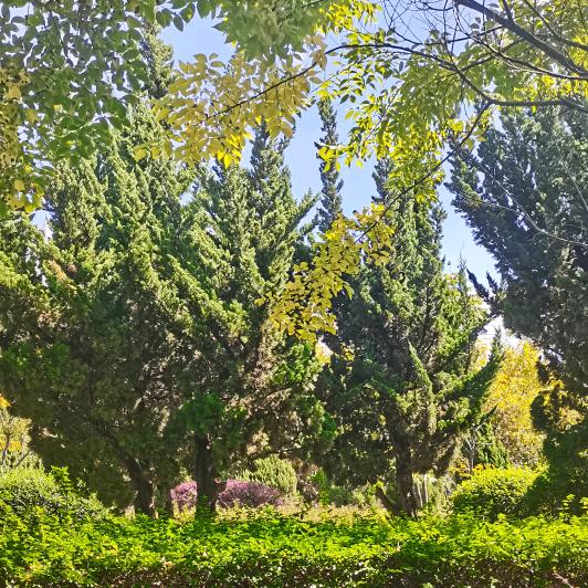 🍃🍃鸳鸯戏水🍃🍃