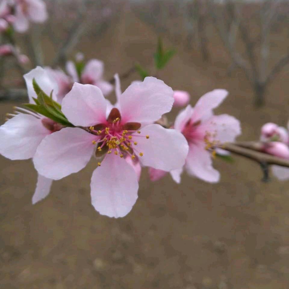 黄芳
