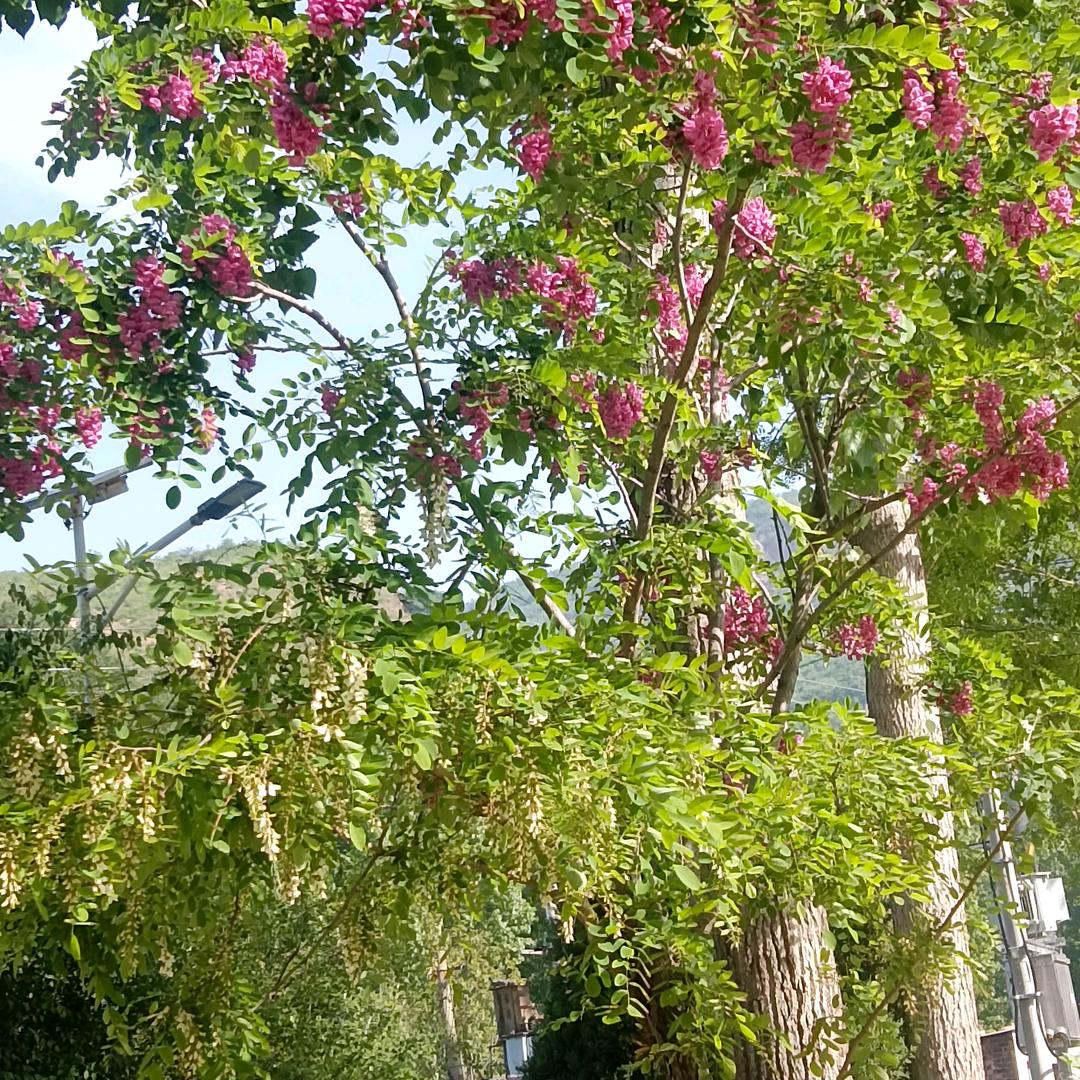 幸福，快乐，除了坚强，别无选择