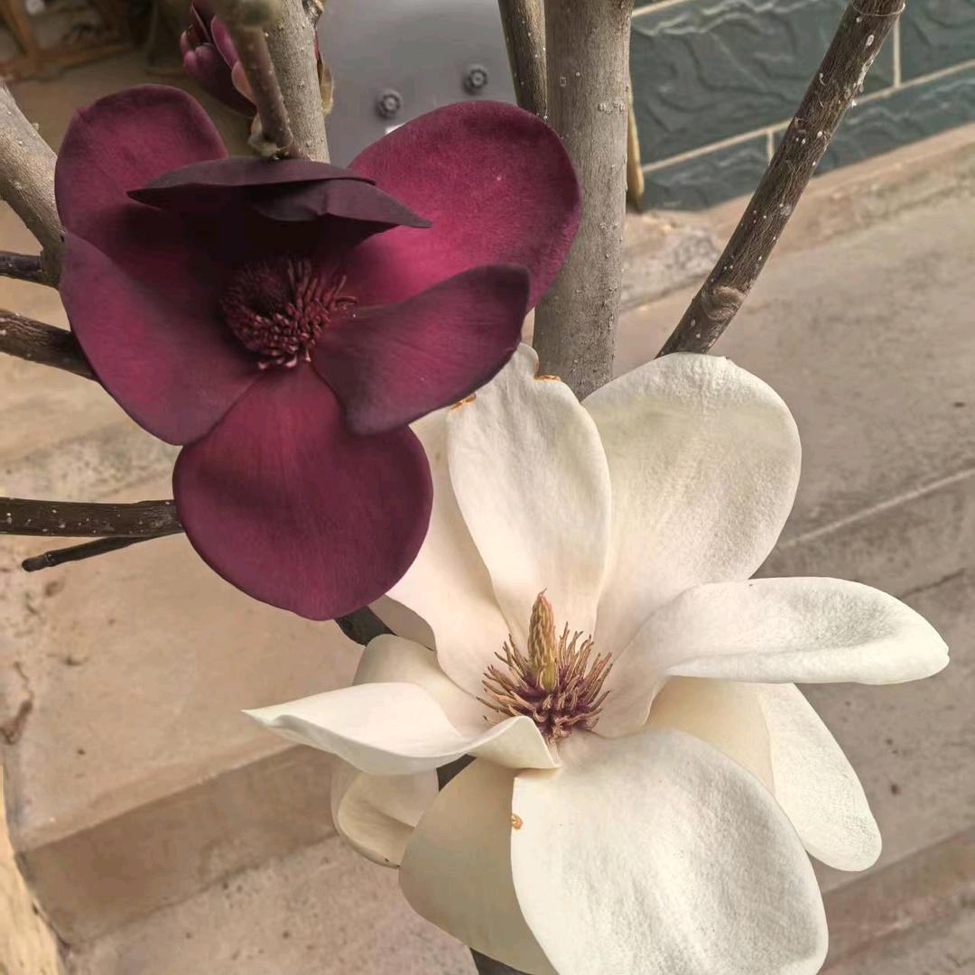 阳光花卉绿植