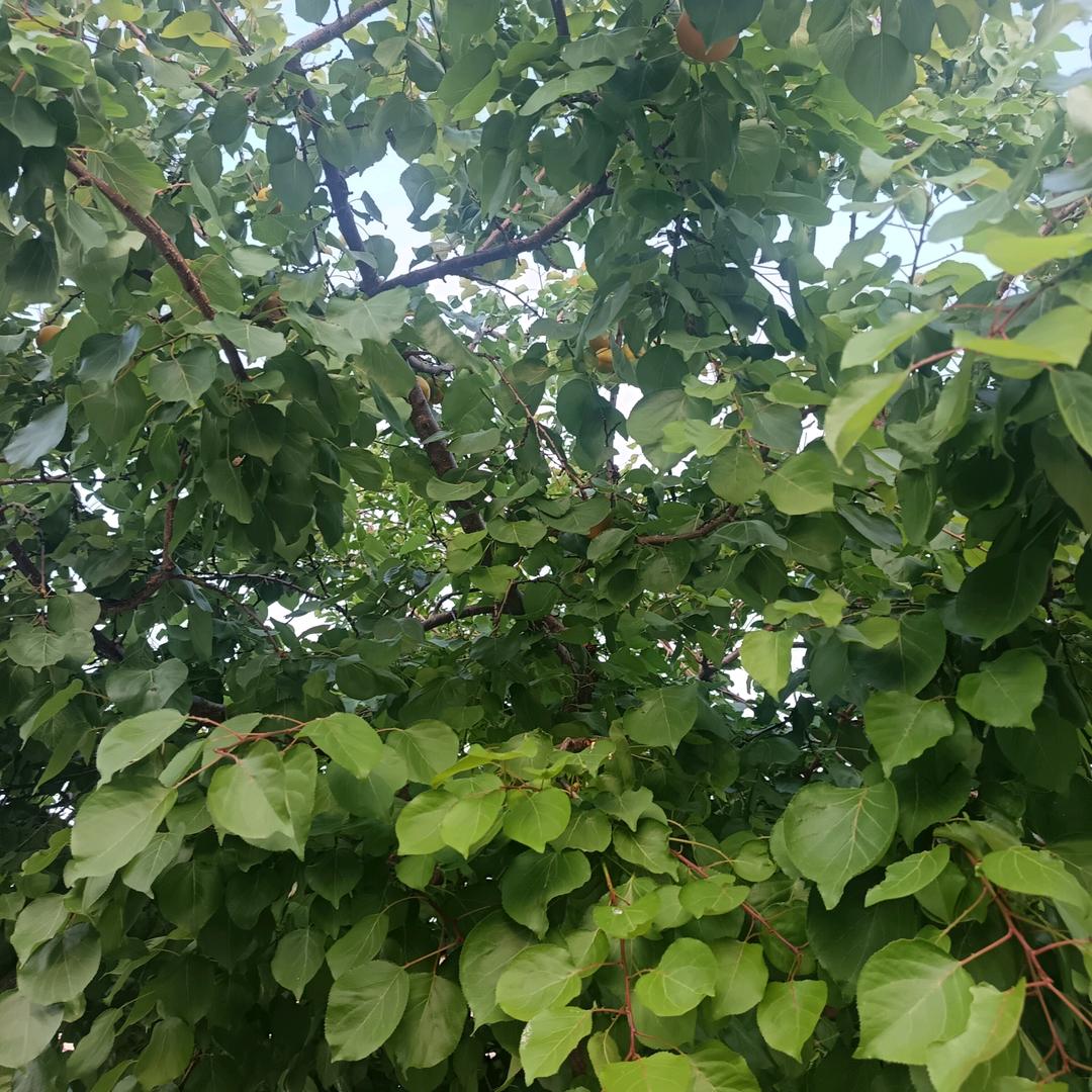 随缘