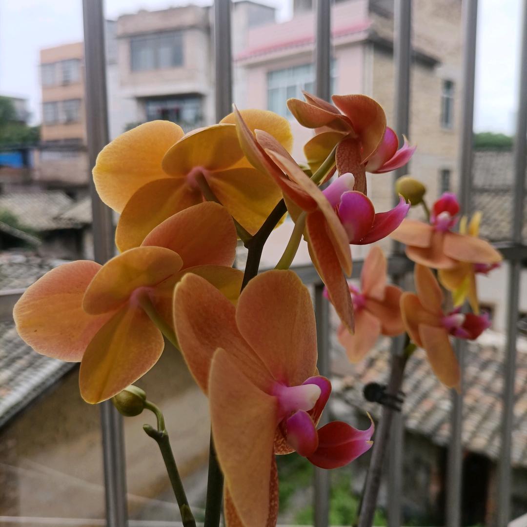 夏丹