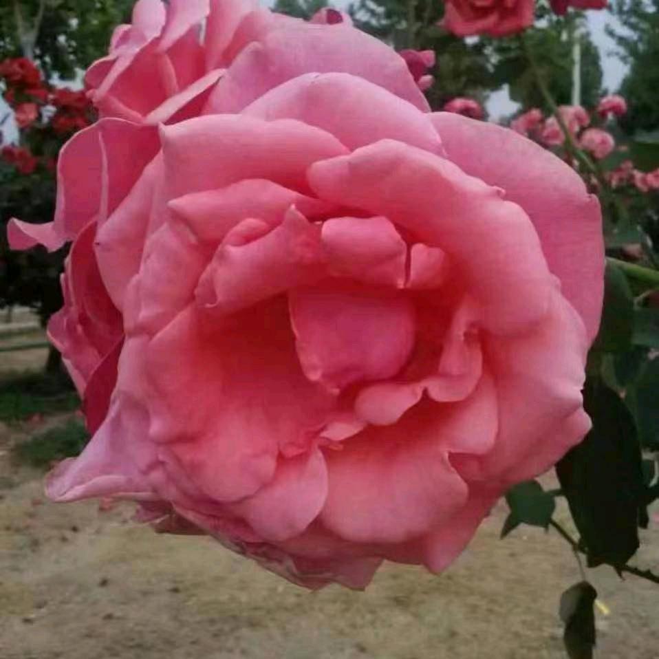 雨花石