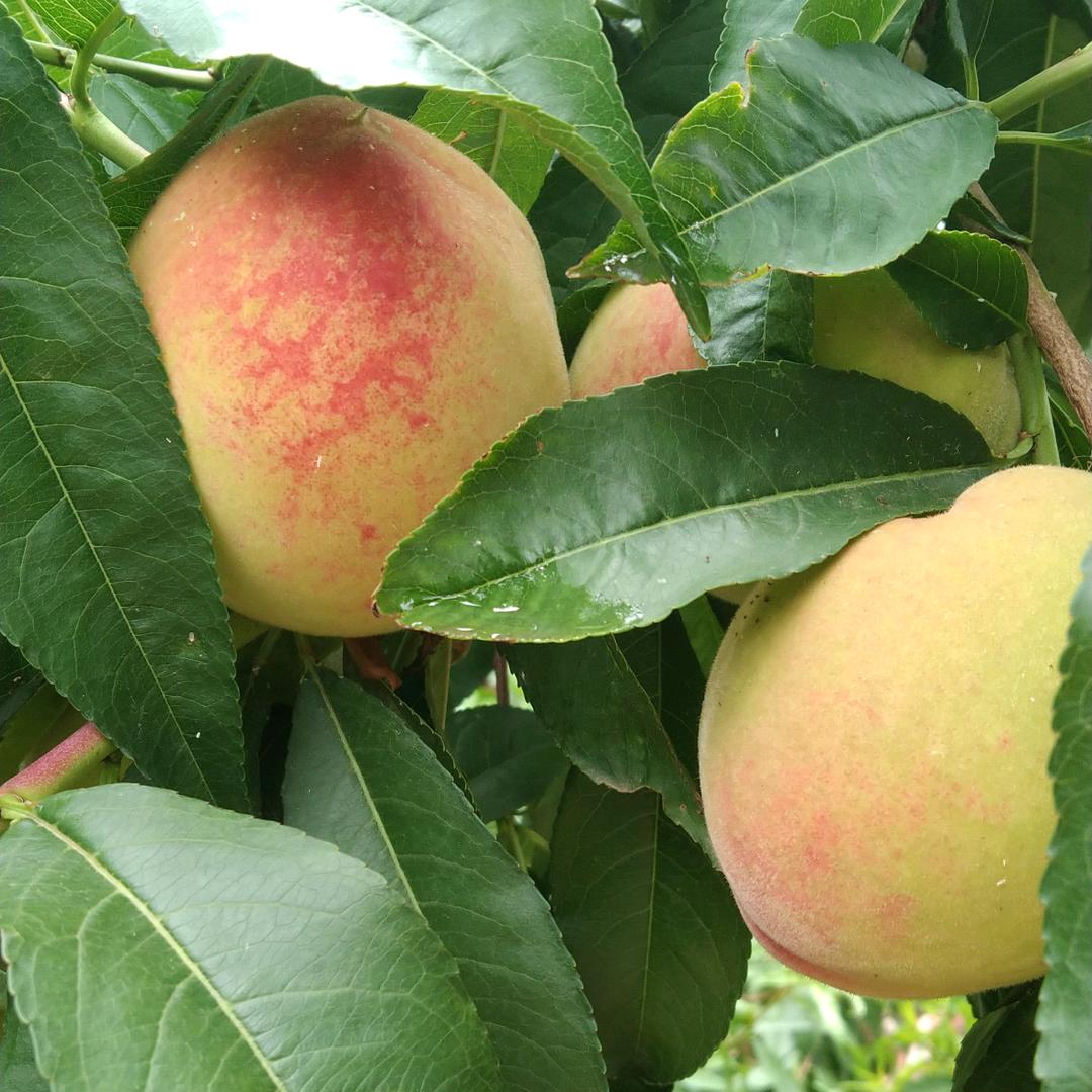 刚子     在农村