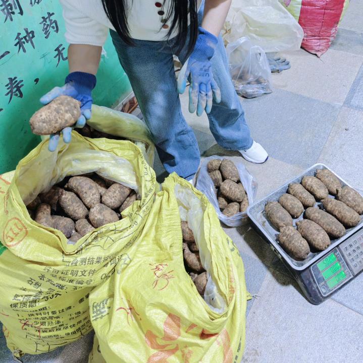 蒲公英的小草坝天麻