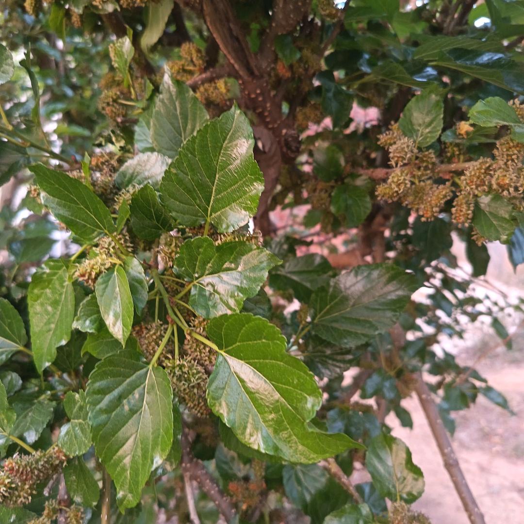 好人一生平安