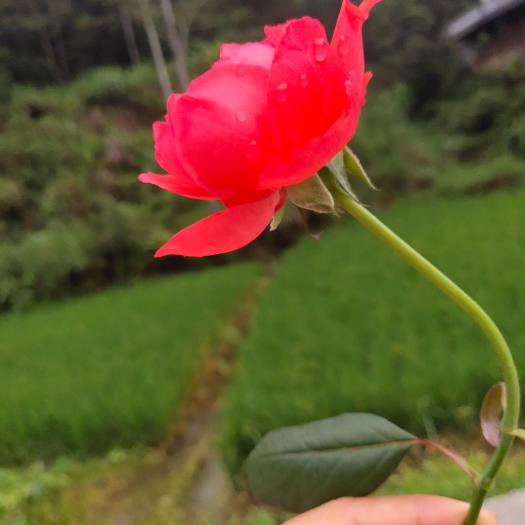 不会