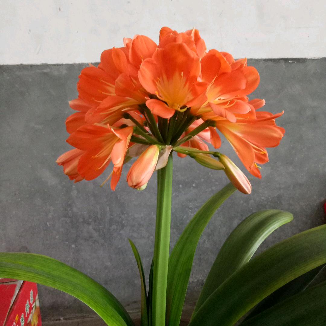 阿郎