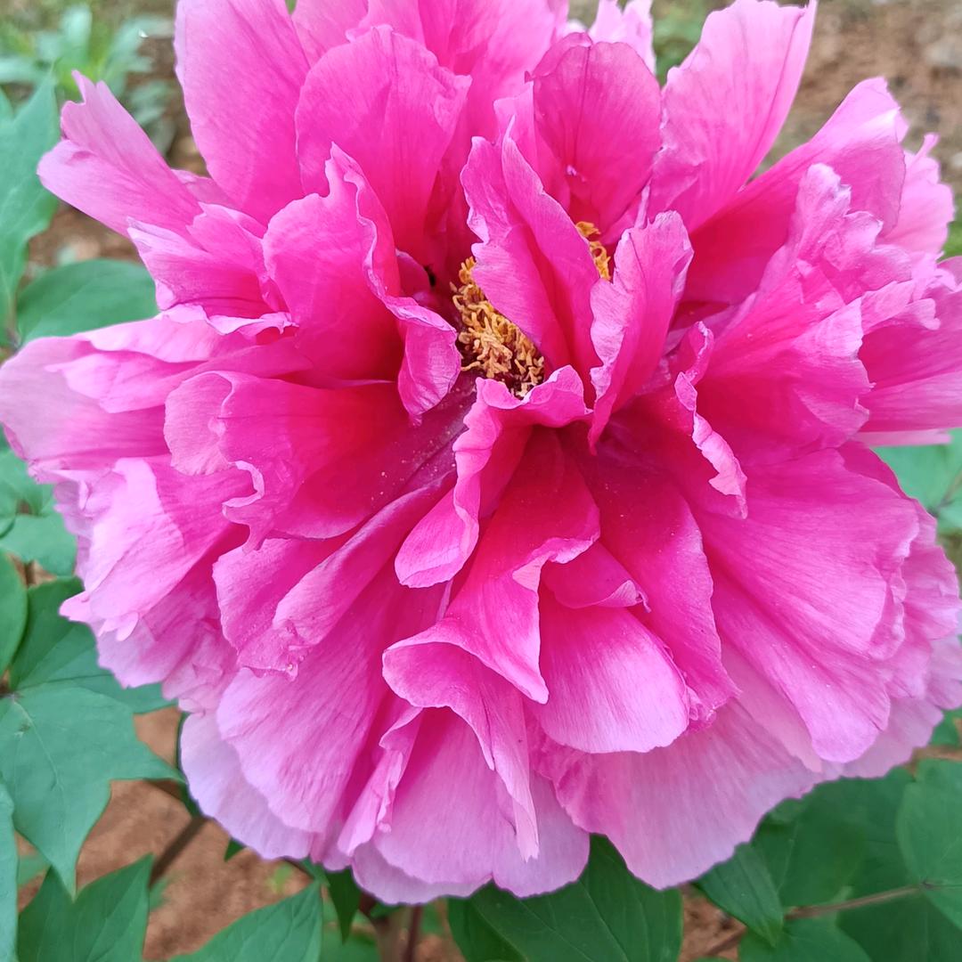 🐉一缕清风🐉