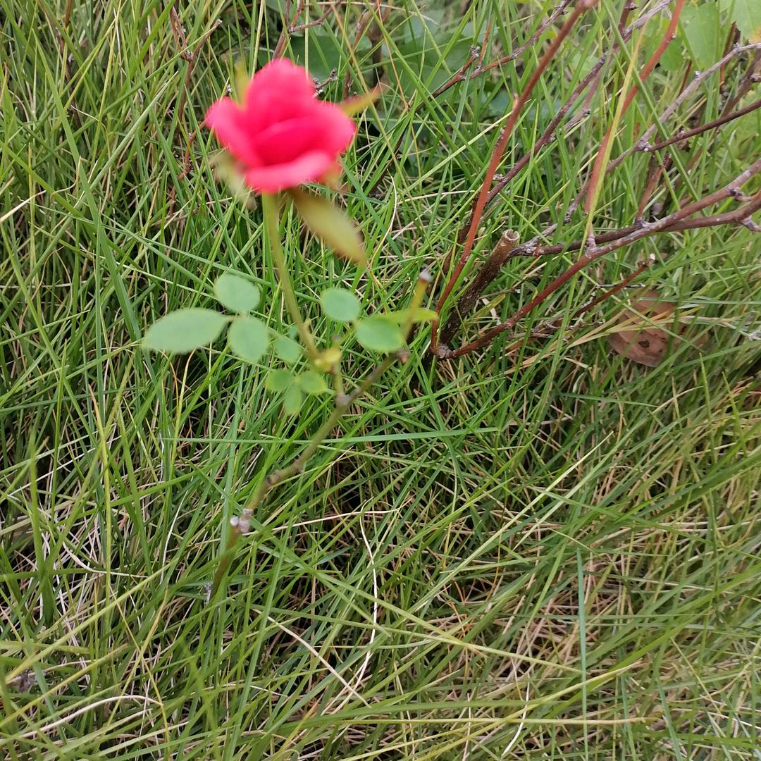 努力爬行的蜗牛