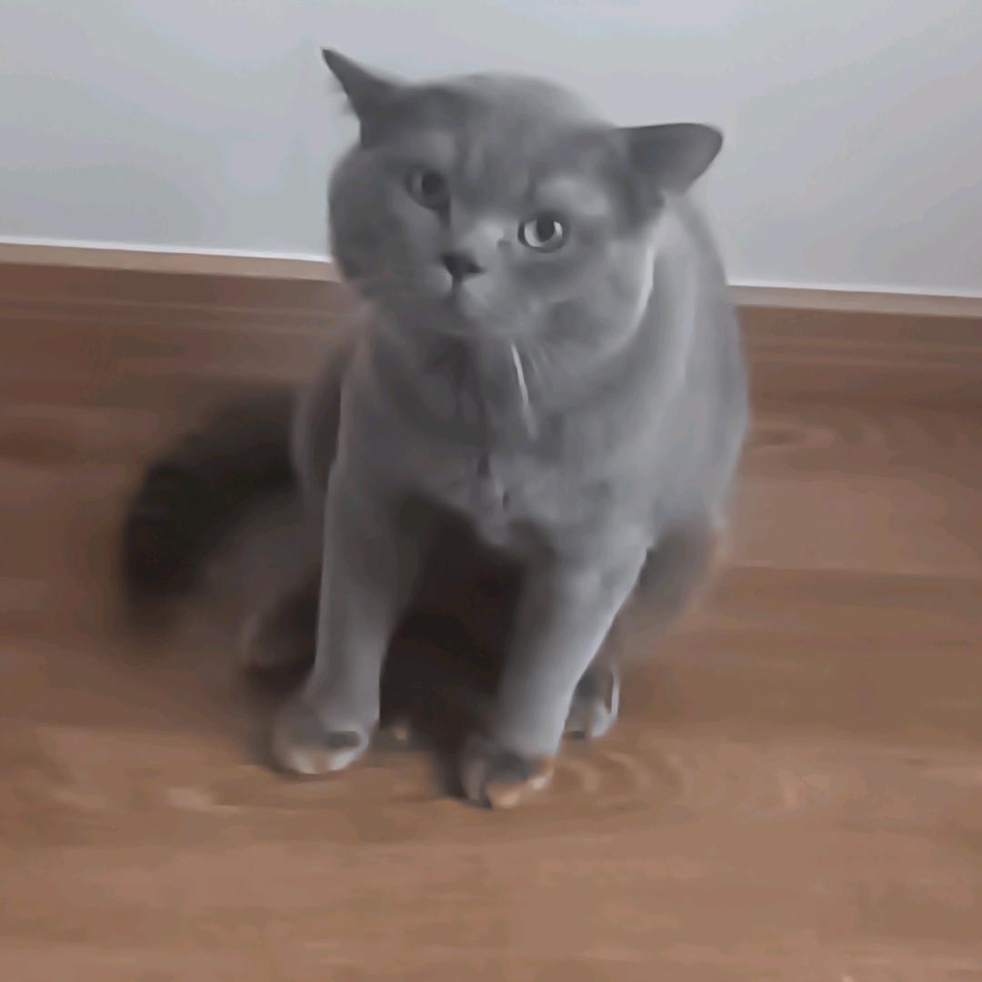 哈哈哈怪我