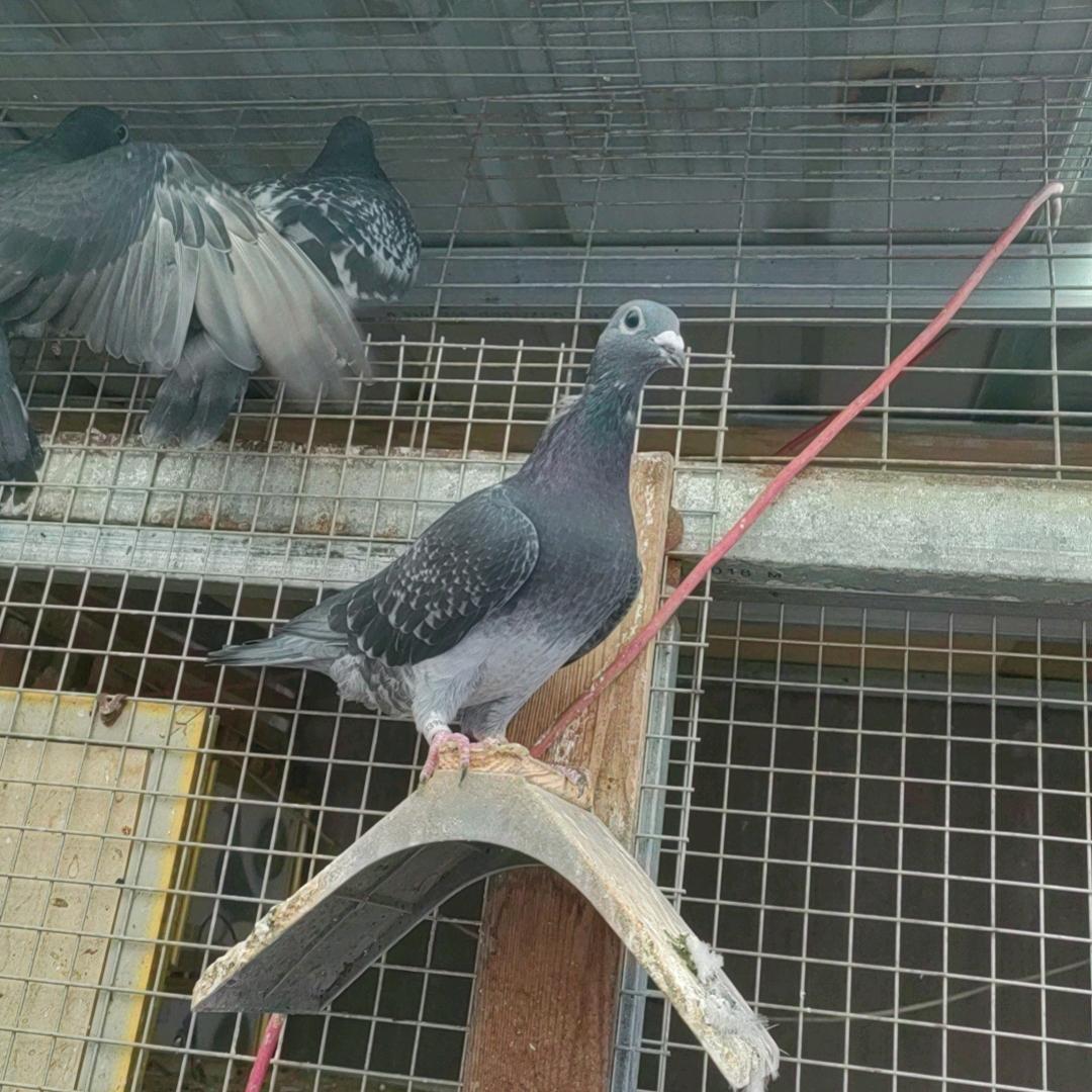 🌧龙鸽业
