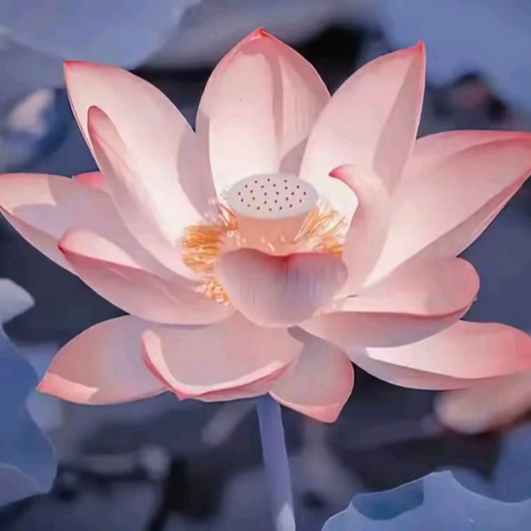 :