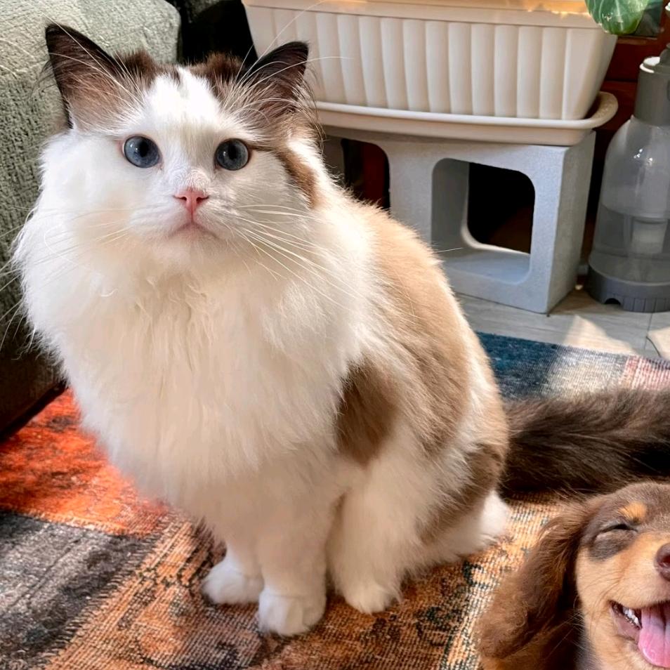 红薯猫
