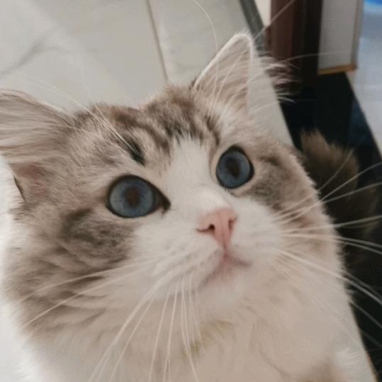 虎妞