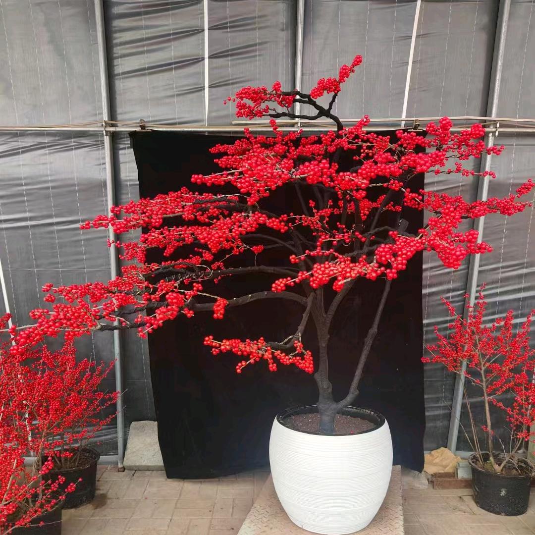 刘总花卉市基地