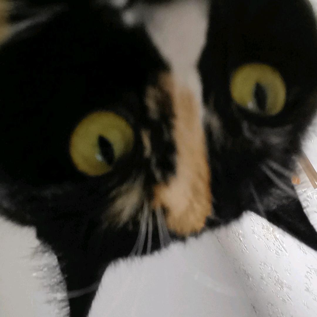 梦想猫狗双全