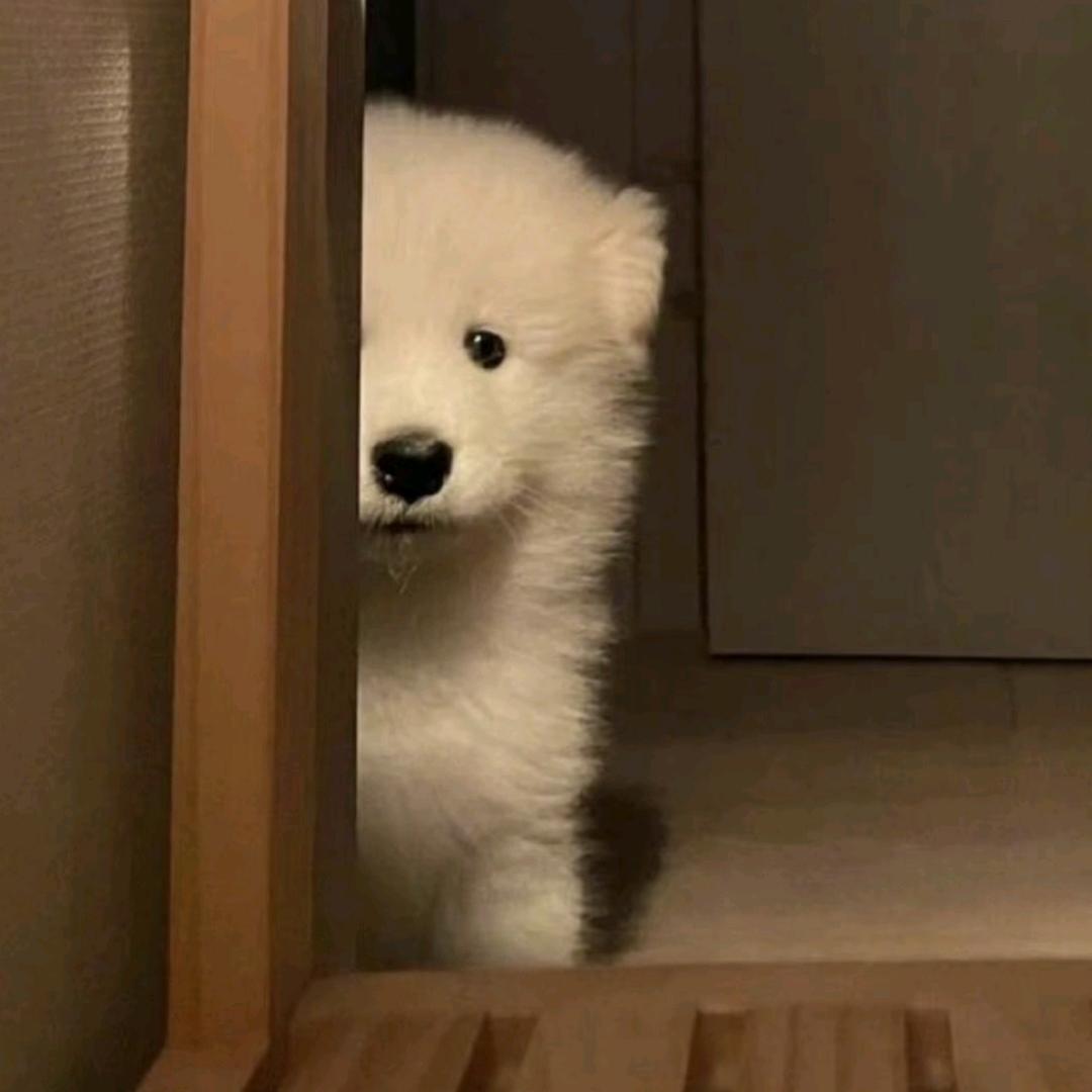 吳愛純
