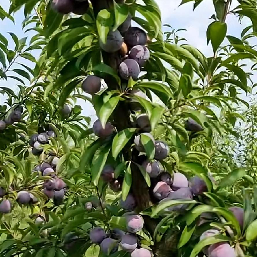 大唐嚎歌果树基地