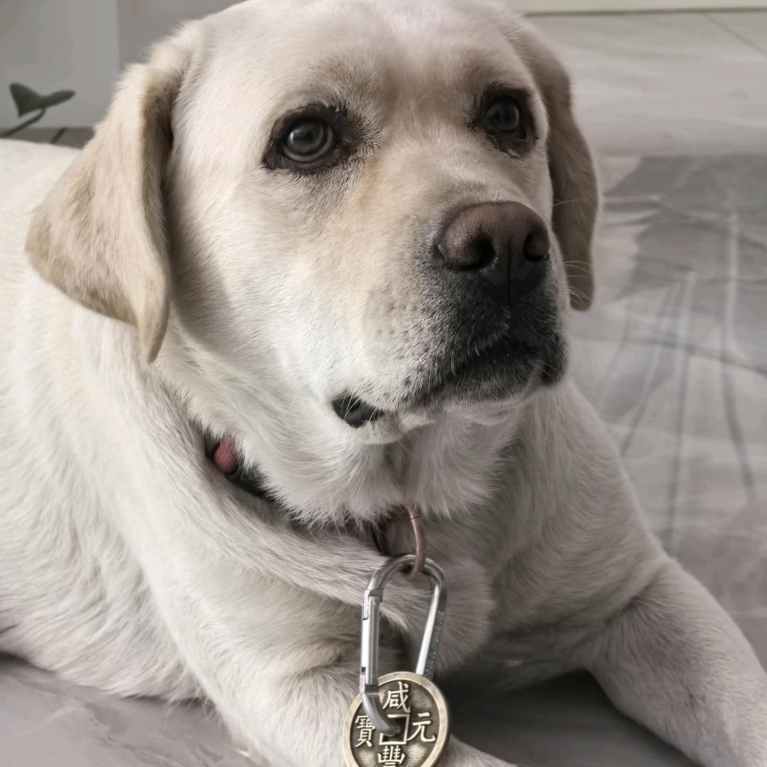 来福🐶
