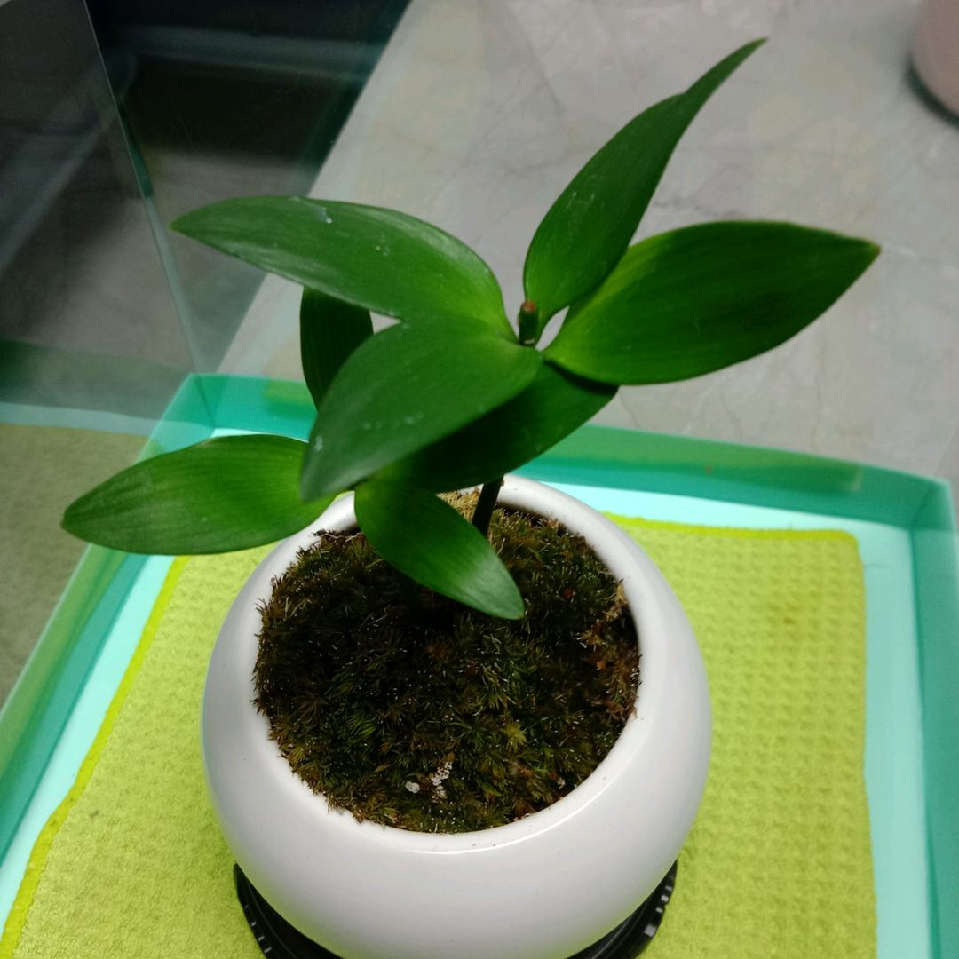 雾里看花🌸