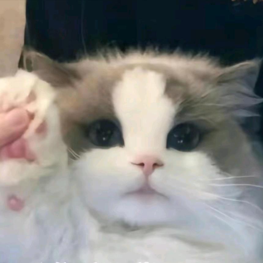 咲