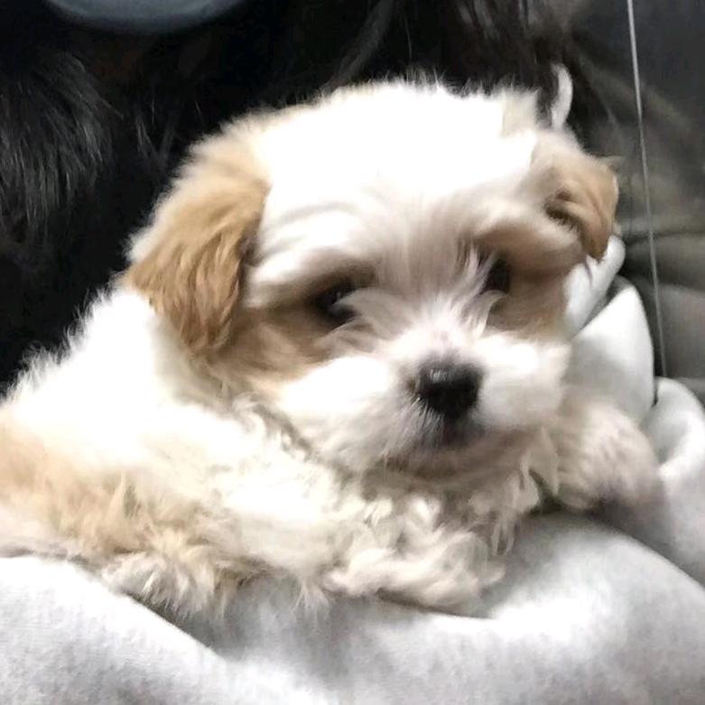 纯情陈少