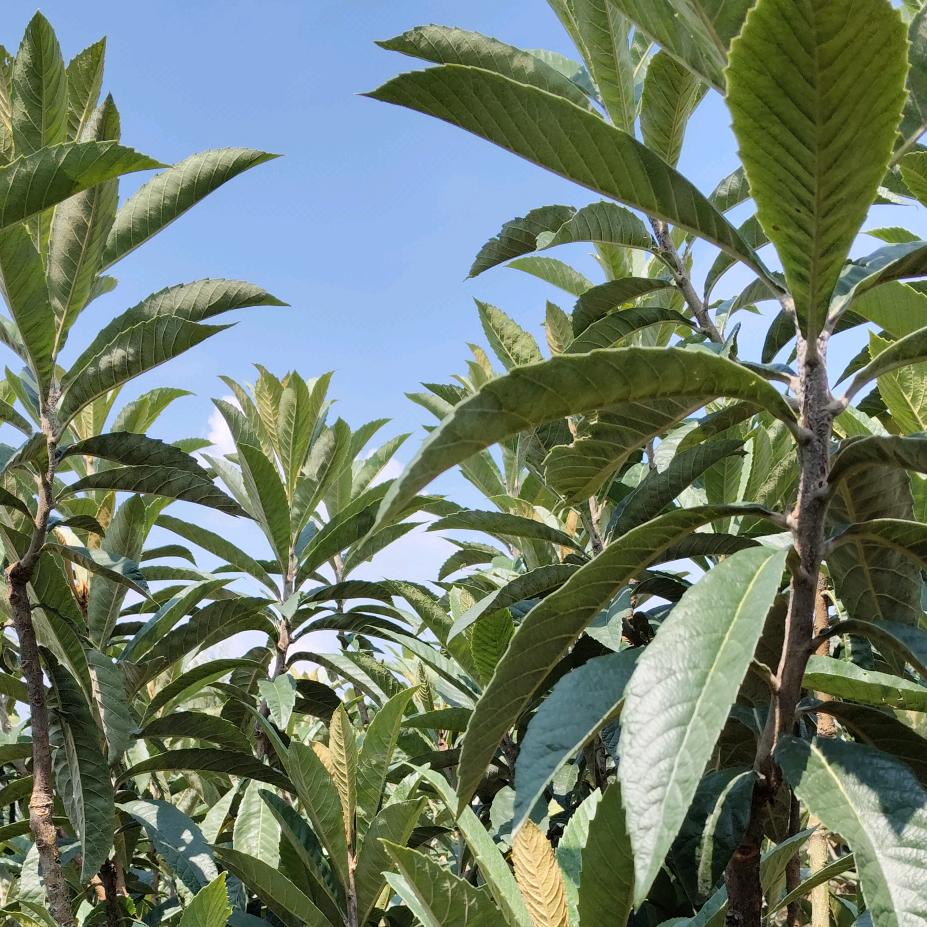 枇杷技术交流李琴