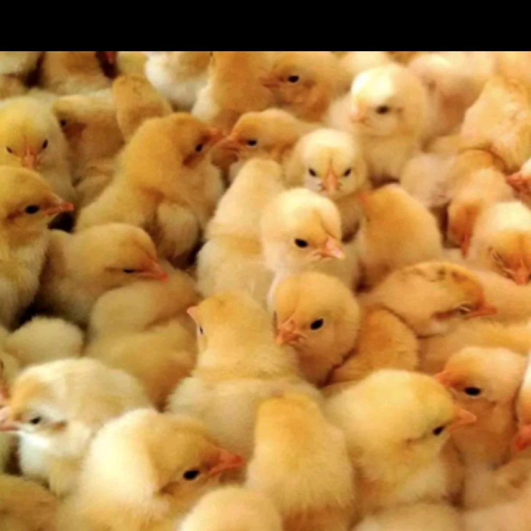 靖汐白洋淀农副产品