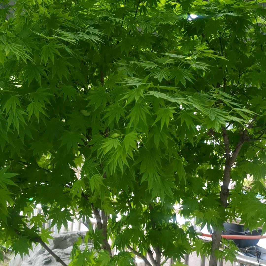 富婆