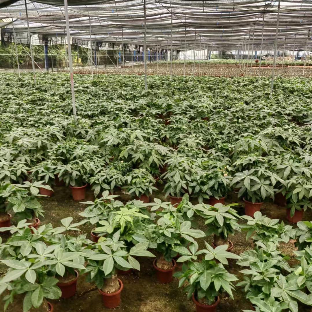 洁洁绿植花卉