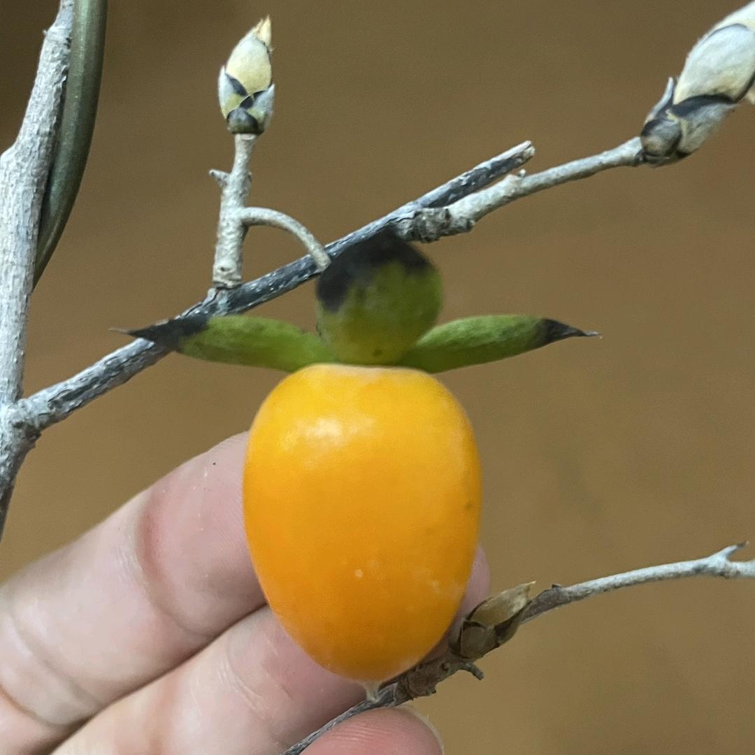 胖哥哥土货绿植