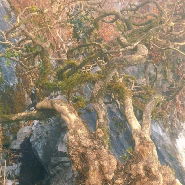 古桩缘艺绿植